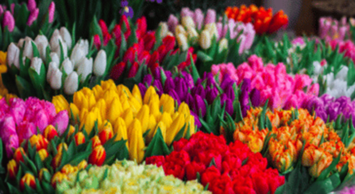 Spring Into Action – 5 Benefits of Moving in Spring